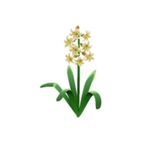 Maize Hyacinth Feeder